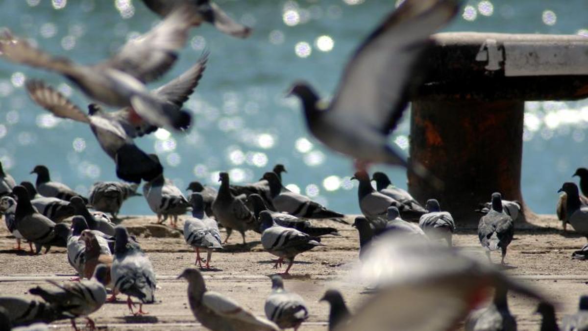 Palomas en el Port de Tarragona, en una imagen de archivo.