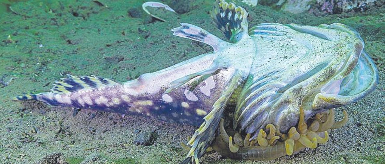 Els peixos escorpins neden entre les molt urticants anemones, si cometen un error, els tentacles els atrapen i són engolits