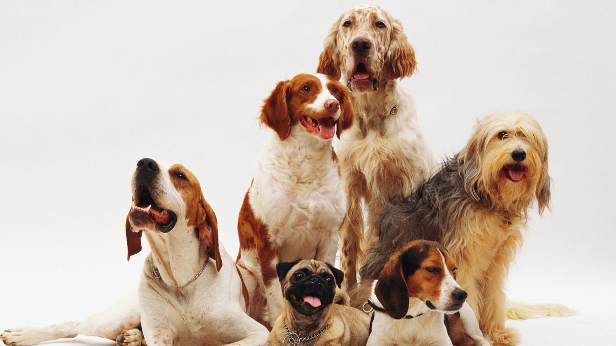 Estas son las razas de perro más populares del mundo.