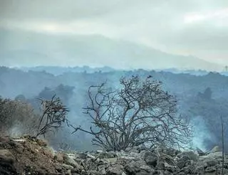 La erupción paraliza la cosecha del 15% del plátano de Canarias