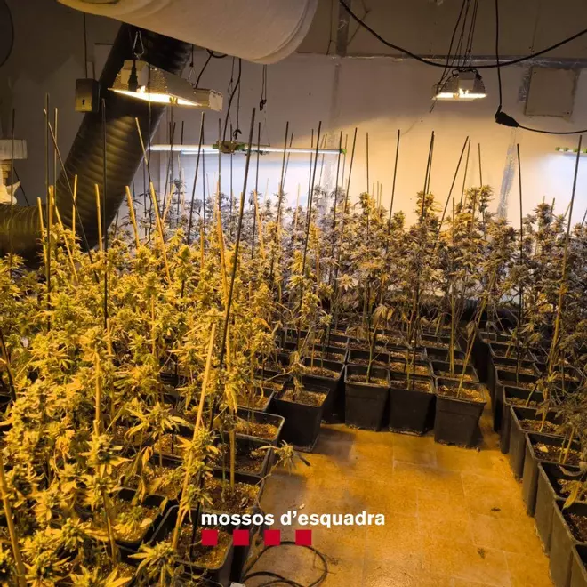 La plantació desmantellada a Santa Cristina d'Aro