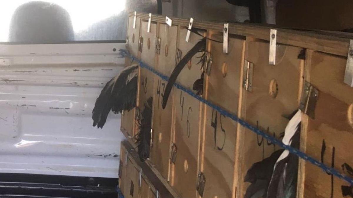 Gallos transportados en la furgoneta detenida el 31 de mayo