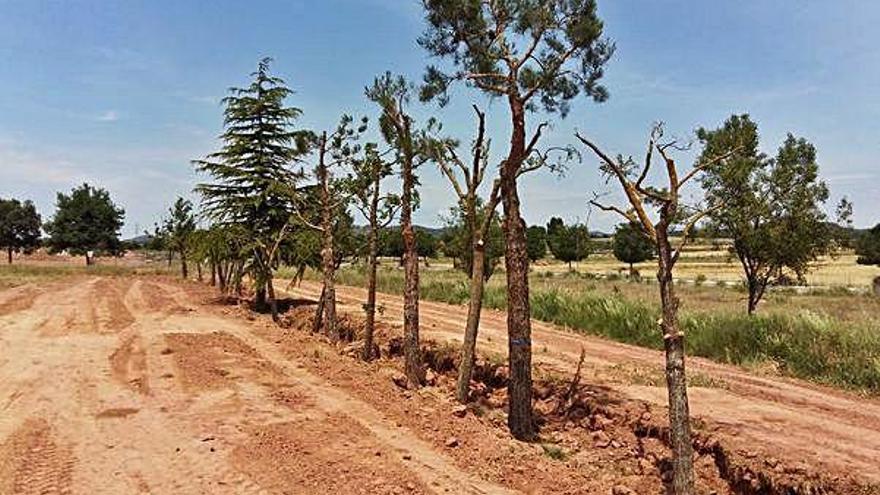 Divuit dels vint-i-un arbres trasplantats fa tres mesos del lloc on s&#039;ha de fer el tanatori, han florit