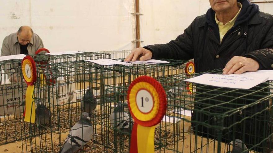 Santiago López, con las palomas premiadas. A la derecha, el colombófilo Manuel Martínez.