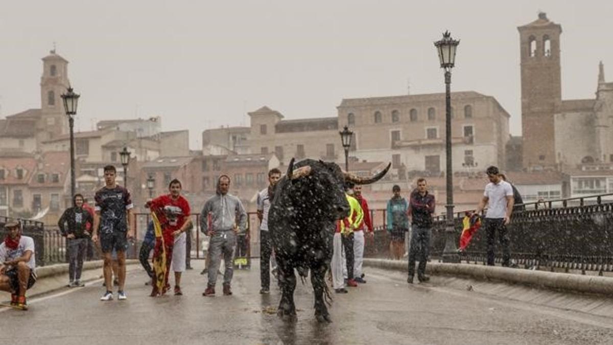 casas35508241 a brave bull stands under heavy rain in the streets of torde160913152027