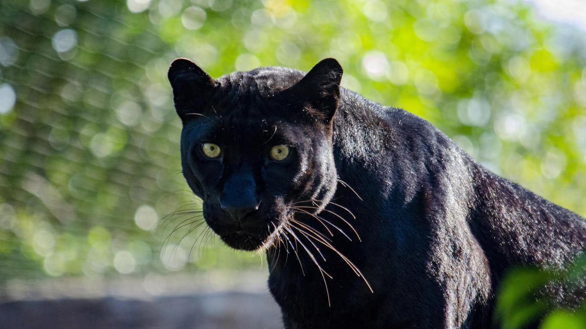 Vídeo: Fallece Mamba, la histórica pantera negra del BIOPARC Valencia