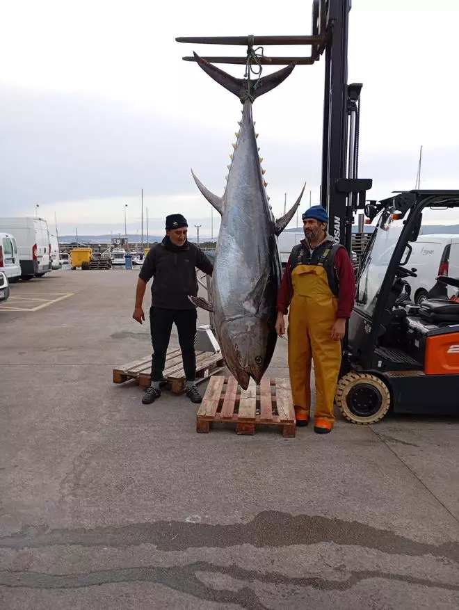 Un barco de Bueu pesca un atún de 340 kilos en Udra