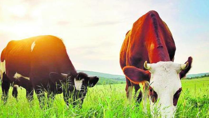 Vacas pastando libremente en el campo.