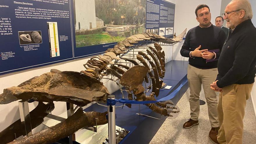 El fósil de cetáceo de 6,4 millones de años de Alcalá de Guadaíra vuelve a estar en exposición en el Museo.