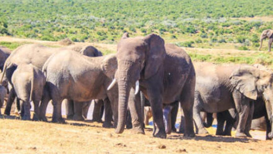 Un grupo de elefantes en una reserva africana.