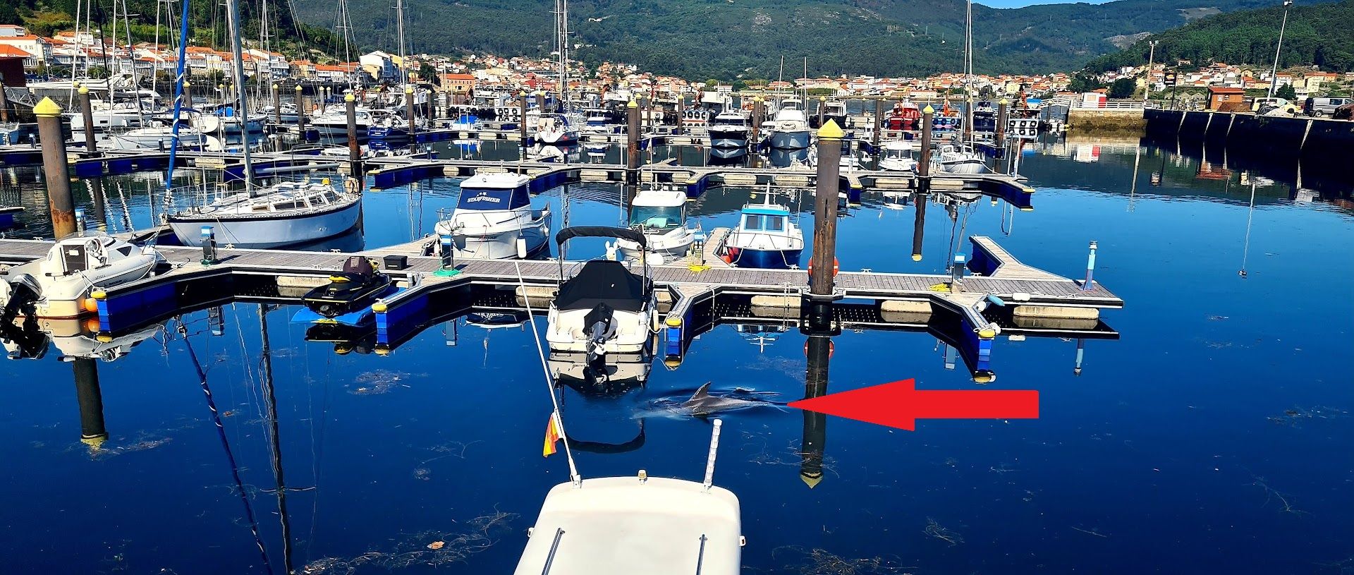 El delfín &quot;Manoliño&quot;, señalado con la flecha roja, nadando en el puerto de Muros-Noia, ayer.