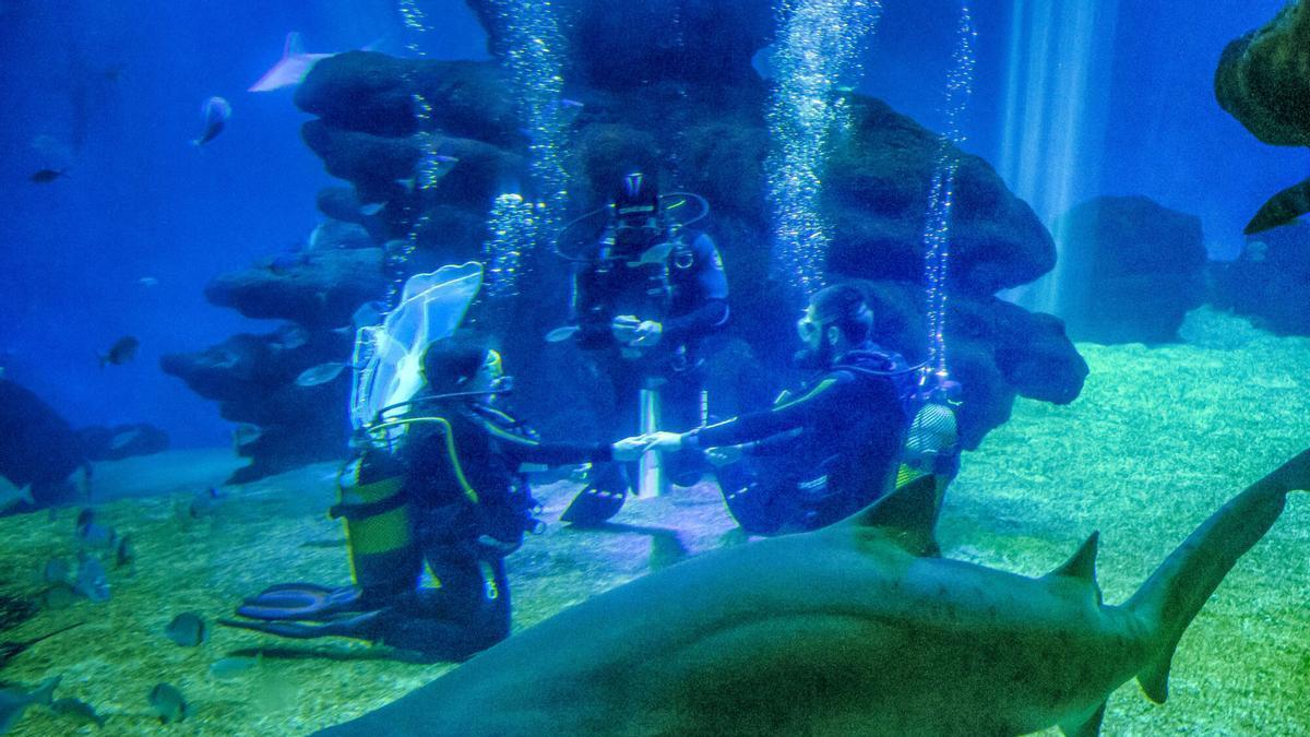 Una pareja se da el “sí, quiero” entre tiburones en Mallorca