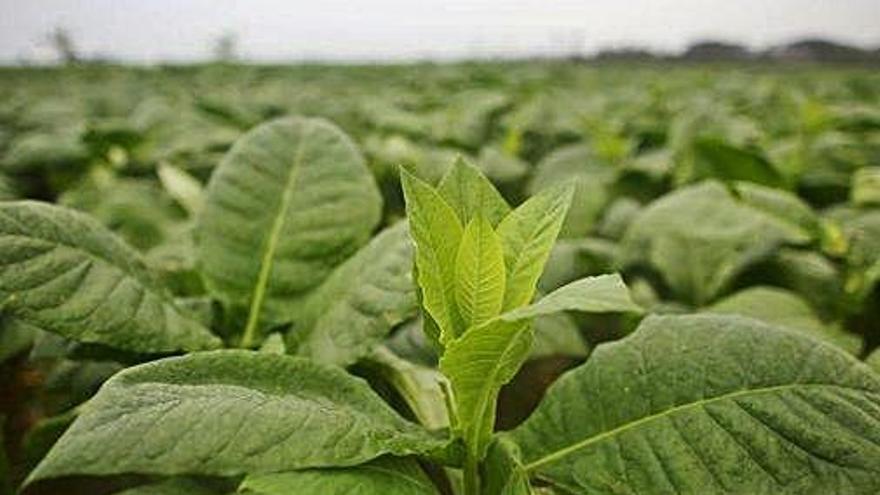 Imatge d&#039;arxiu d&#039;una plantació de tabac a l&#039;illa de Cuba.