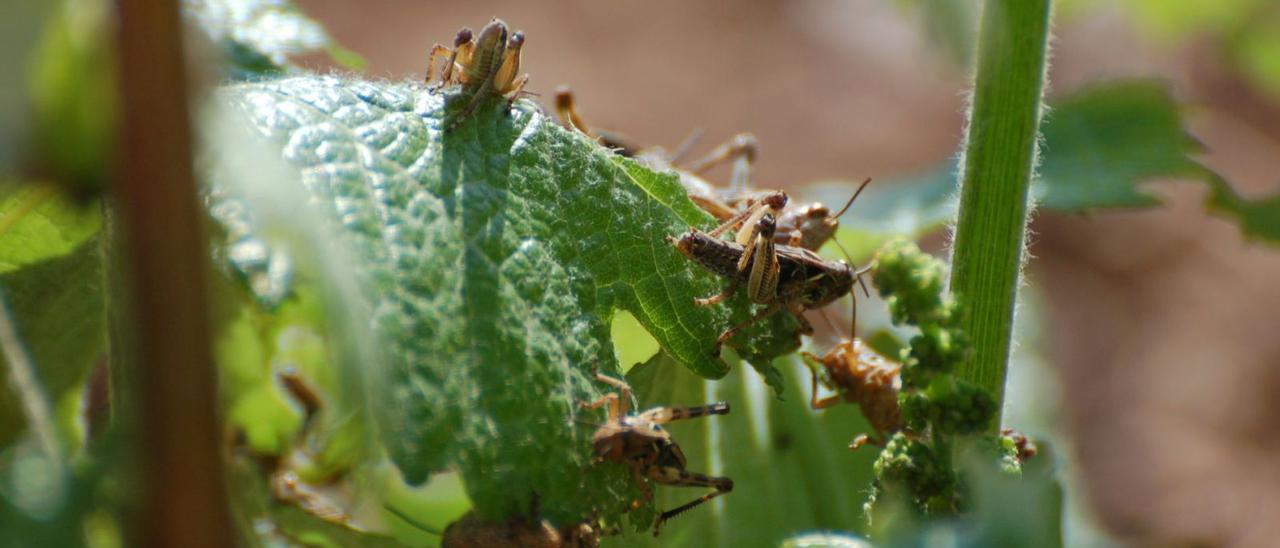 Las langostas son especialmente destructivas y arrasan con la vegetación de forma rápida.  | CARM