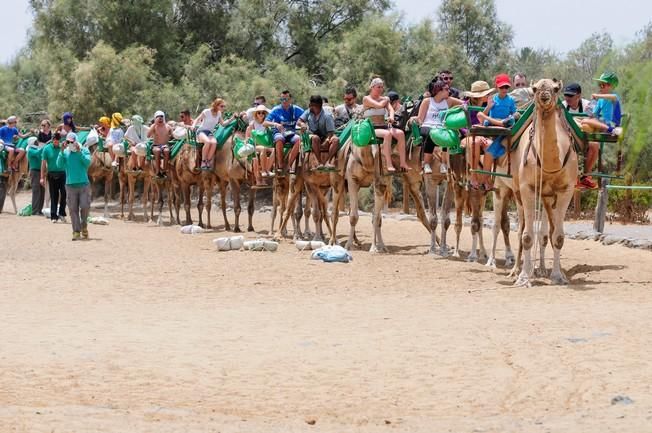 Reportaje excursiones con camellos en las Dunas ...