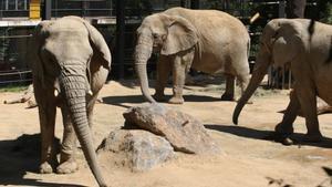 Susi, Bully (la más narizotas) y Yoyo, en 2013, cuando ya habían consolidado una buena convivencia.