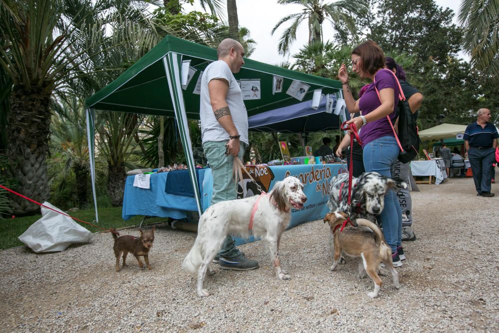 Feria de la adopción de mascotas en Elche