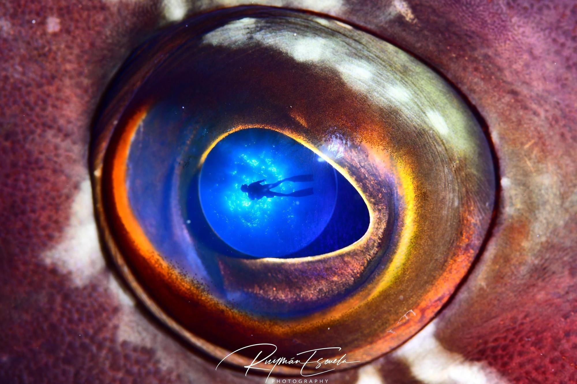 Imágenes del Campeonato de Foto Submarina de El Hierro