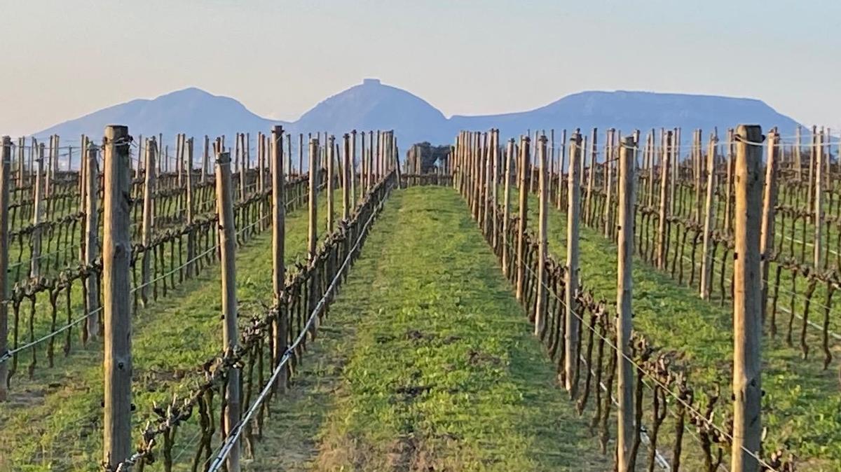 Las viñas de Celler Mas Geli, con vistas al Montgrí.