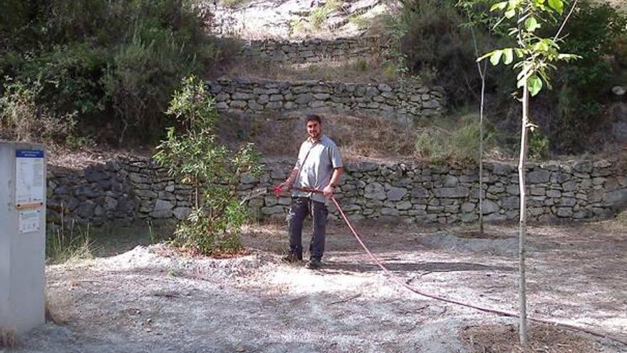 La repoblación  del Racó de Sant Bonaventura se salda con éxito