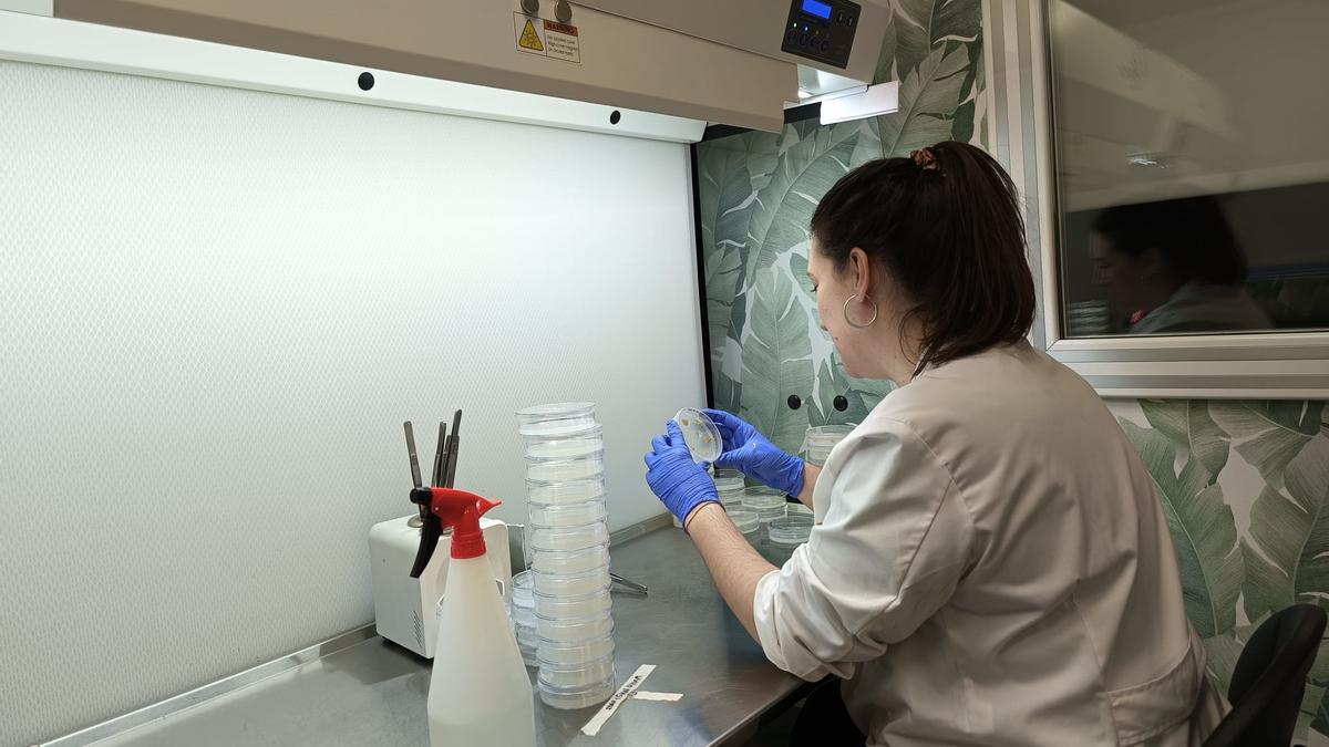 Una investigadora del Imida, durante los trabajos de investigación para la mejora del cultivo de brócoli.
