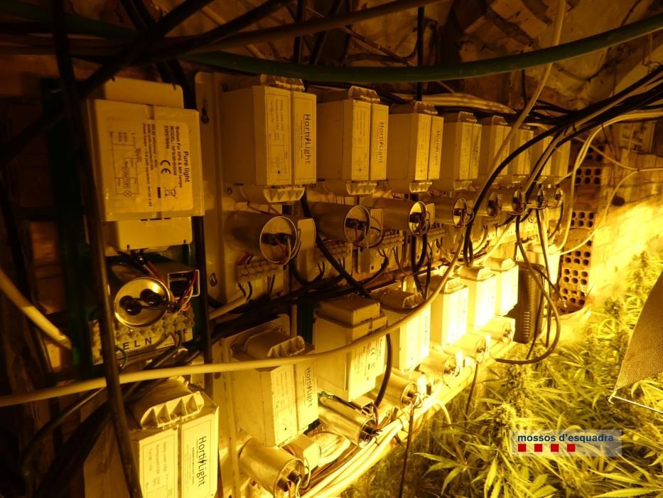 Tres detinguts per cultivar 900 plantes de marihuana en una masia de Torrent