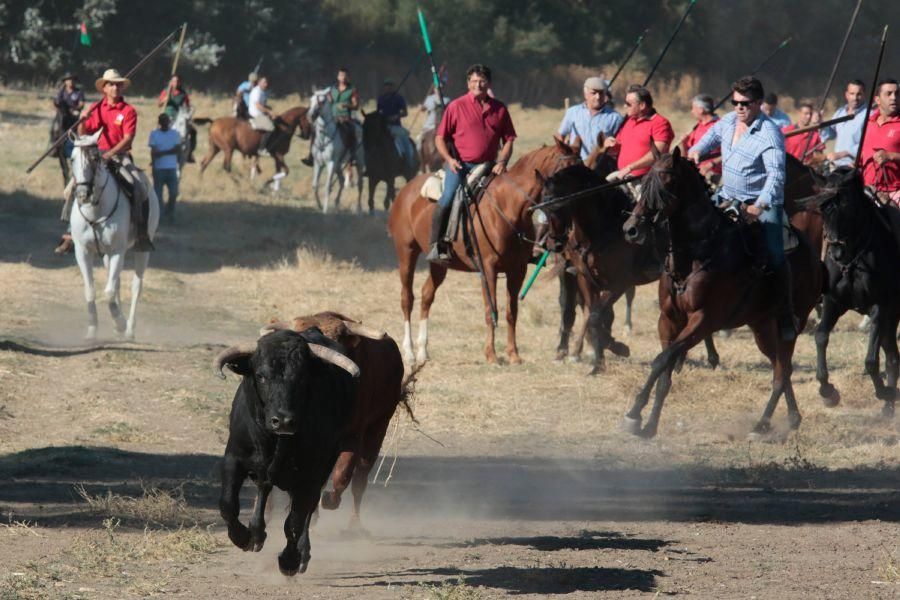 Encierro mixto en San Miguel de la Ribera