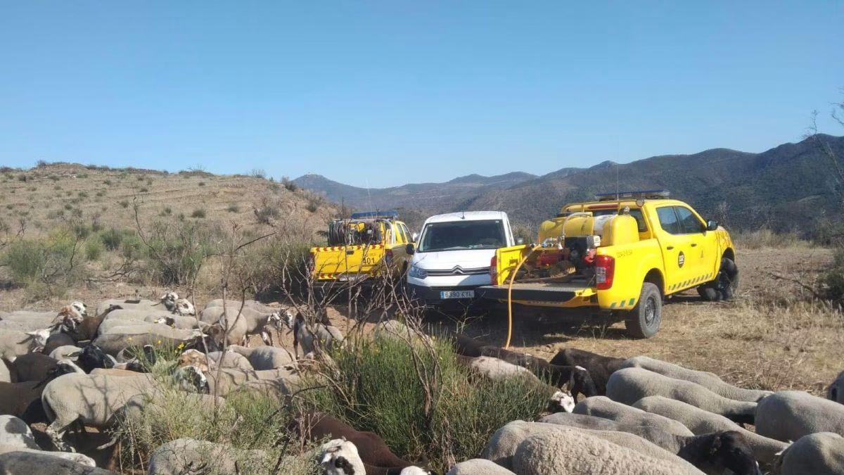 La ramaderia extensiva i l'ADF, una aliança silenciosa contra el foc, al Cap de Creus