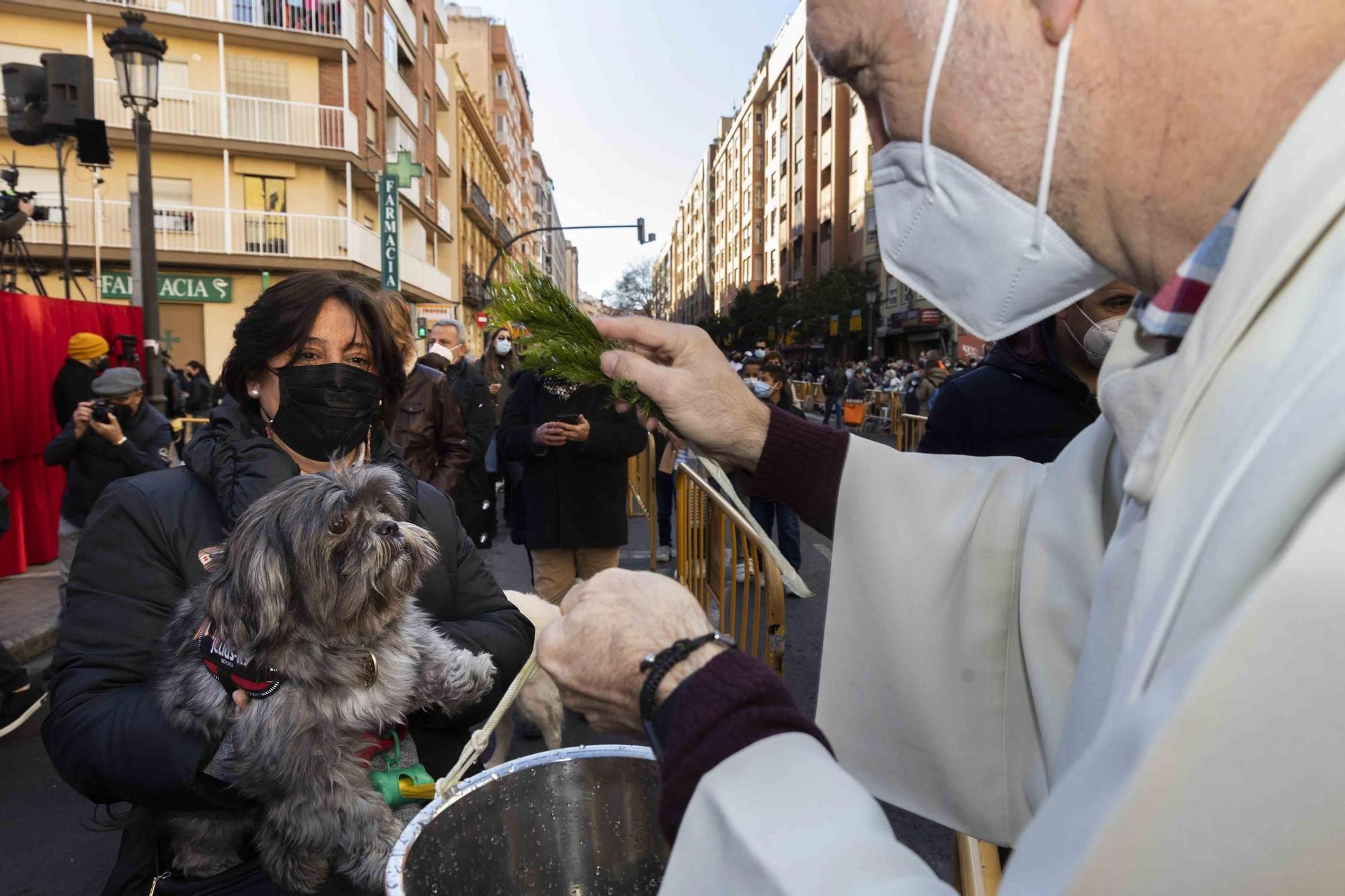 Búscate en la bendición de animales de Sant Antoni