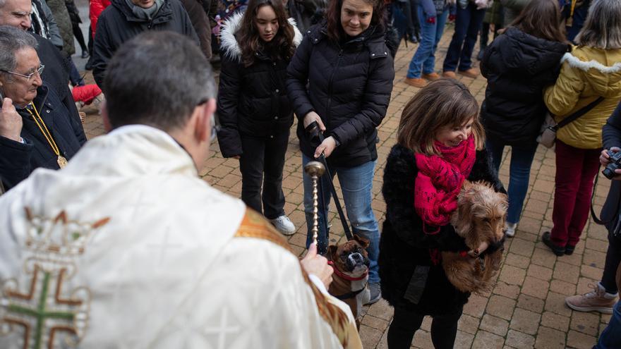 GALERÍA | San Antón en Zamora: Roscas, perros y procesión