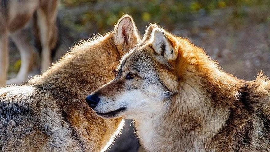 El Defensor del Pueblo aboga por la coexistencia del lobo y la ganadería en España: «No es imposible defender a ambos de forma simultánea»