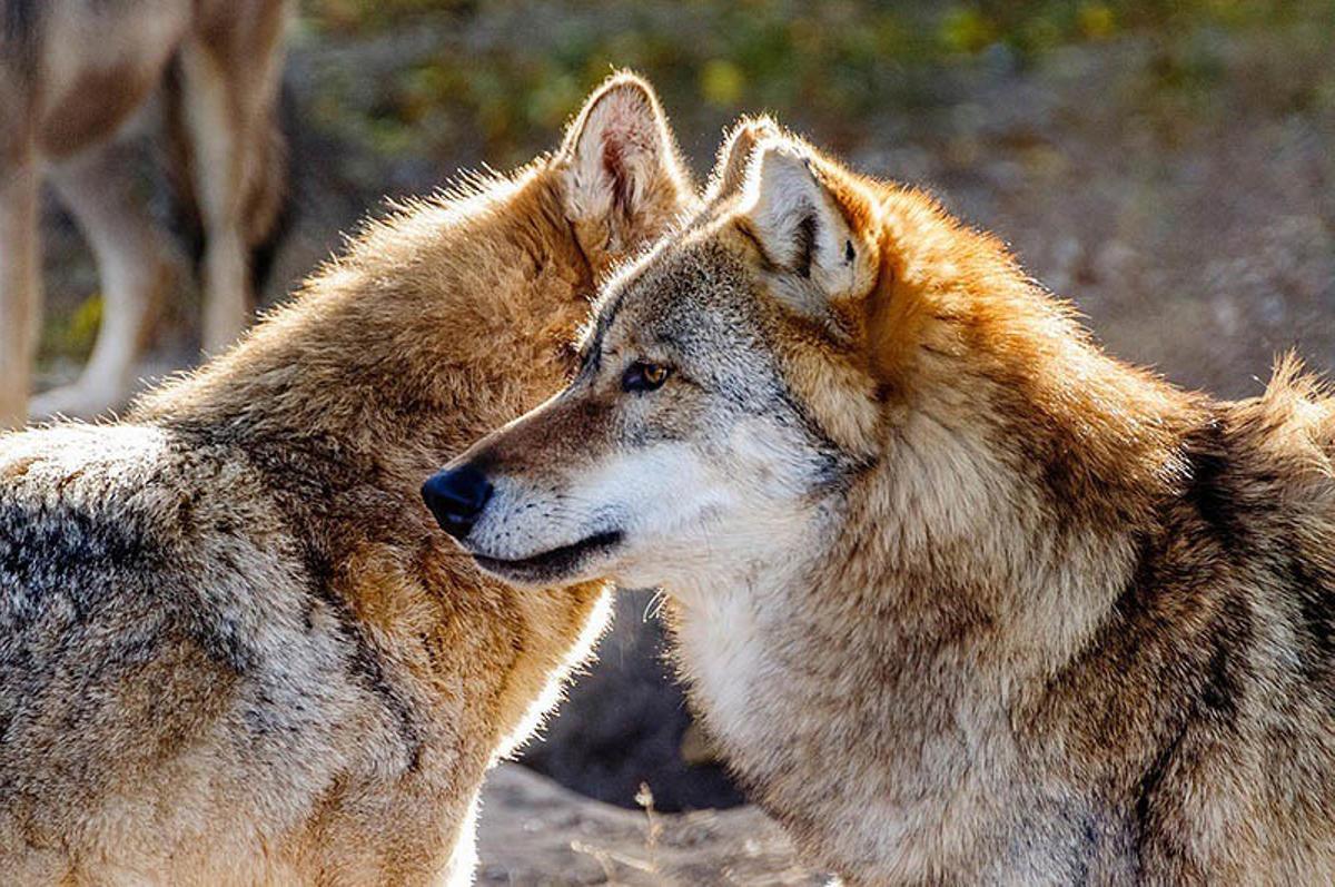 Ejemplares de lobo ibérico