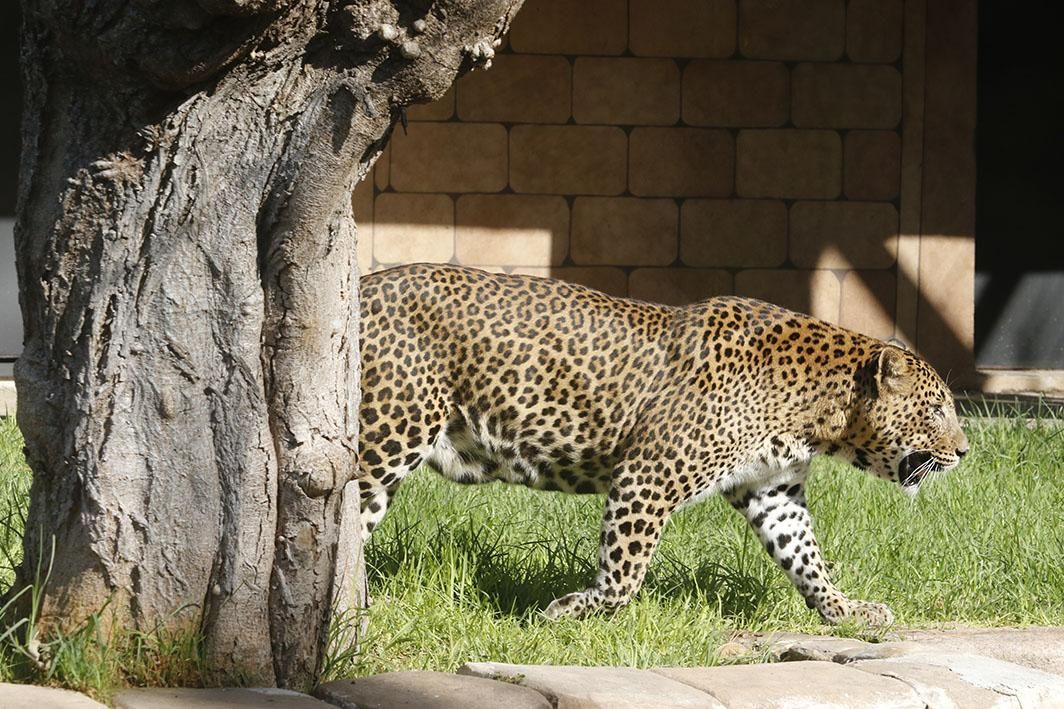 Reapertura del Zoológico tras el estado de alarma