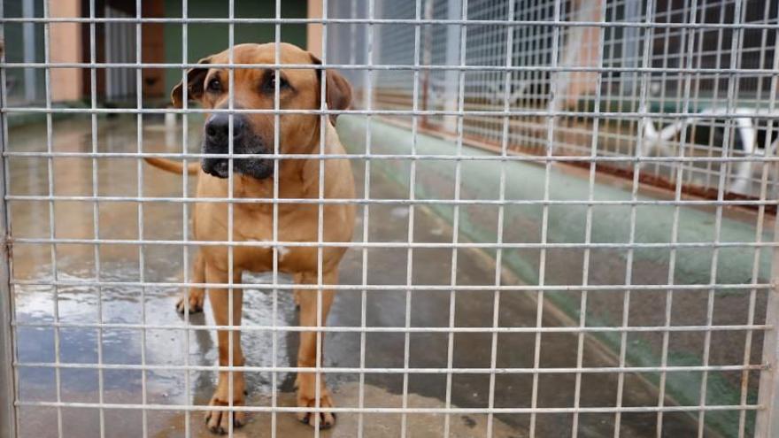 Ibiza elimina la cita previa para pasear a los perros de raza peligrosa de Sa Coma