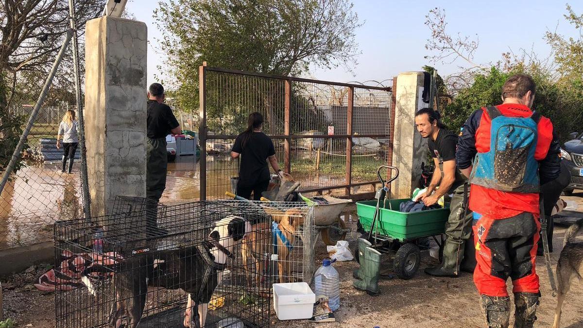 Acceso al refugio de la protectora en Carlet después de las lluvias del 29 de octubre.