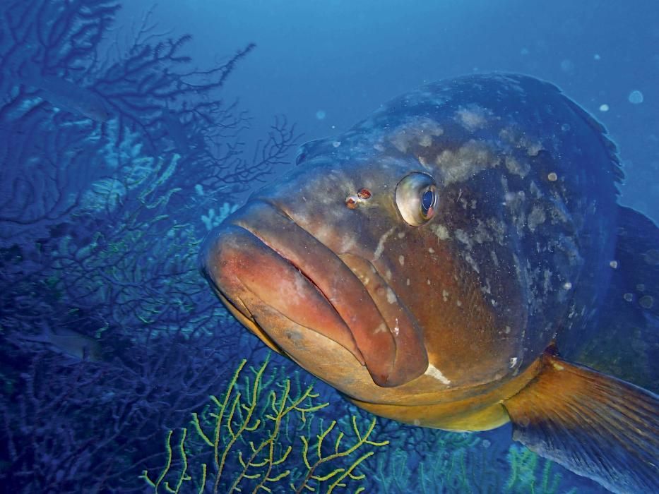 El mero o anfós (Epinephelus marginatus), el rey del Mediterráneo.