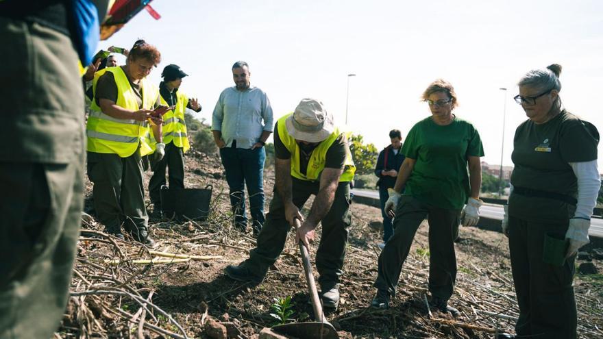 Trabajos de recuperación de la ladera de San Roque, en La Laguna.