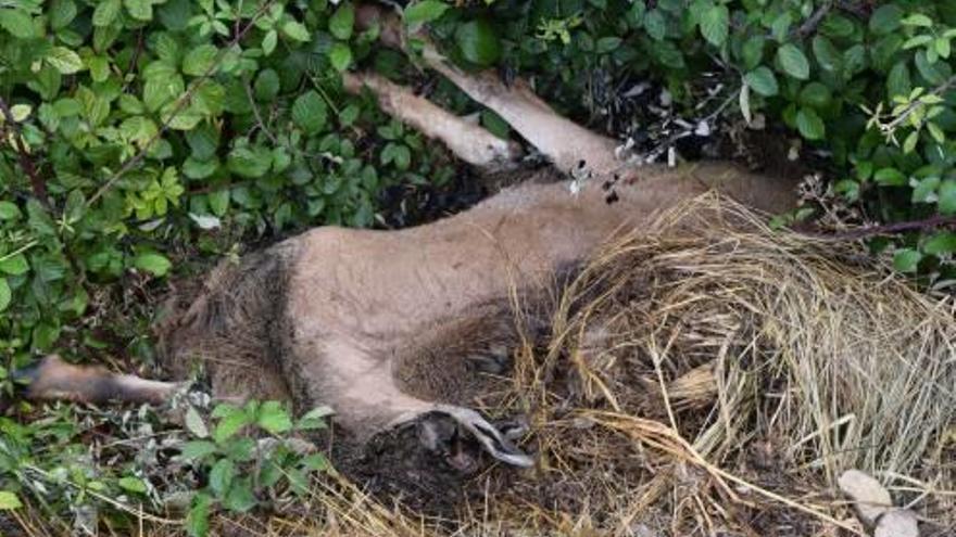 Un arruí decapitado en La Carrasqueta.