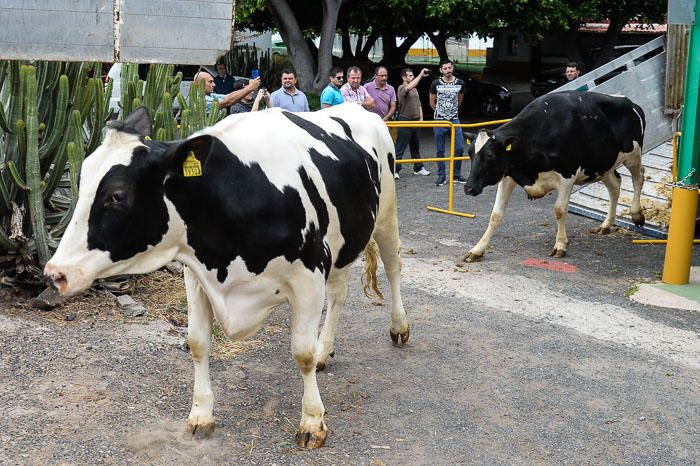 El Cabildo recibe 33 vacas