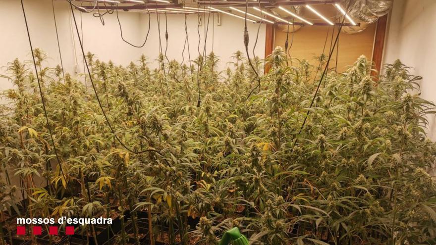 El frau elèctric destapa un cultiu de marihuana en una casa de Llers