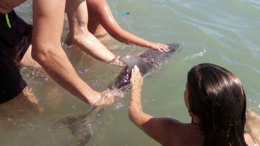Fallece una cría de delfín en Mojácar tras ser acosada por los turistas