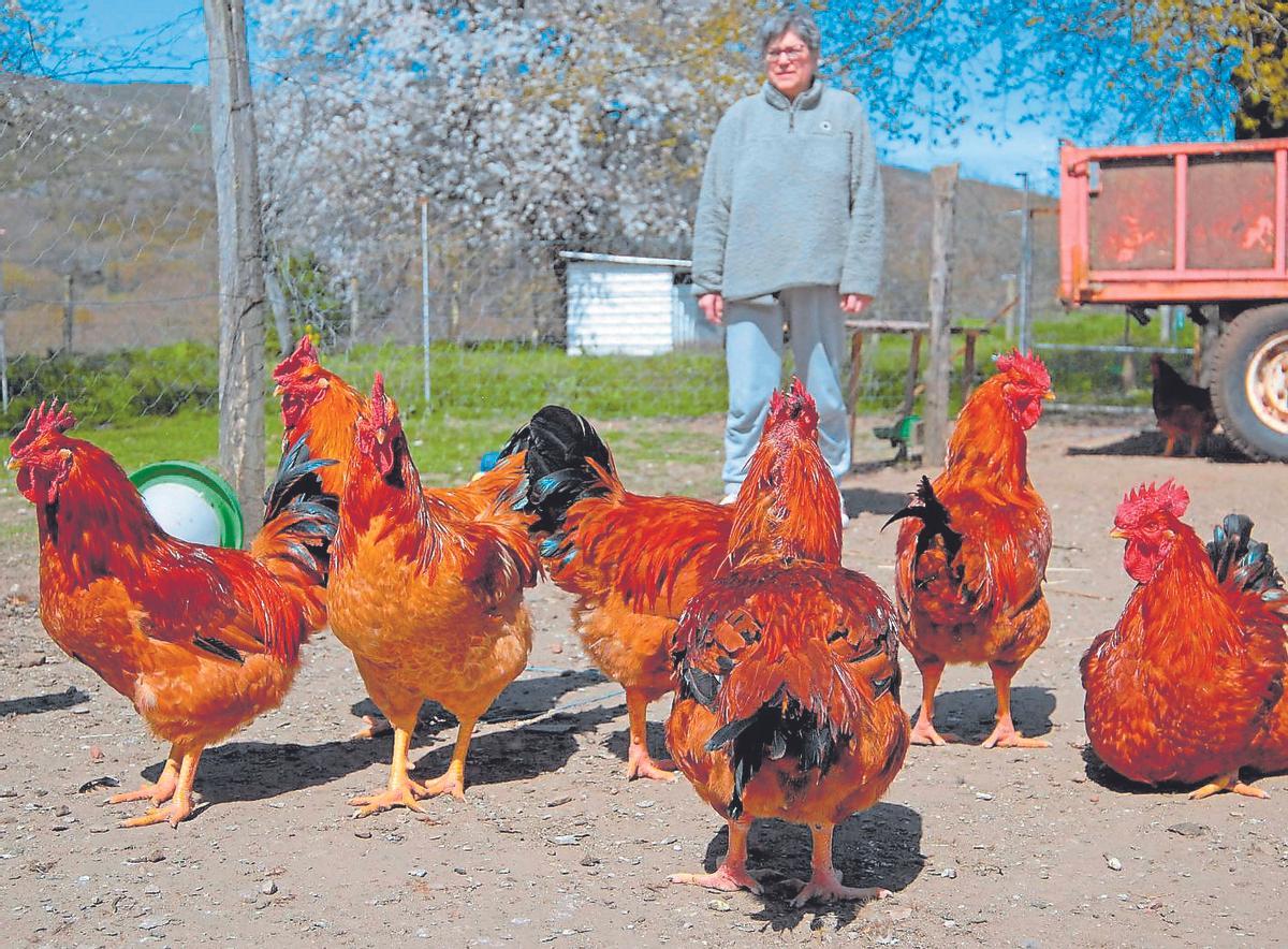 Una explotación de Galo de Curral de Bermés.