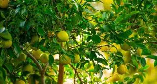La guerra del limón: los agricultores de Málaga denuncian «la ruina» de precios