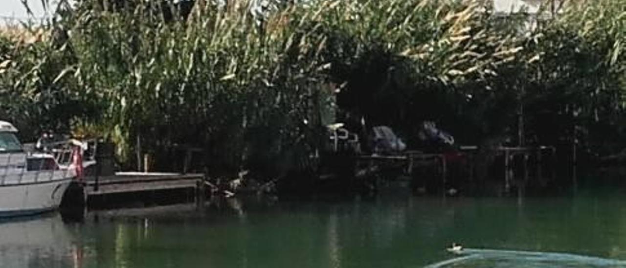 Varios ejemplares de aves en el Xúquer en Cullera.