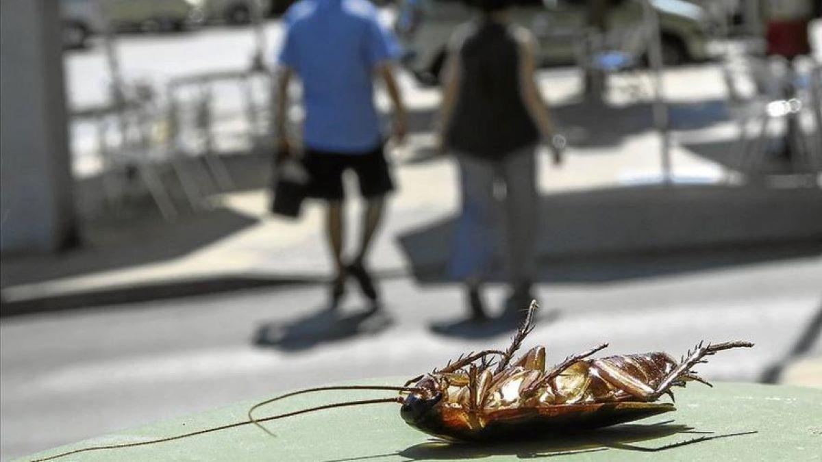 3 trampas caseras que acaban con las cucarachas de forma