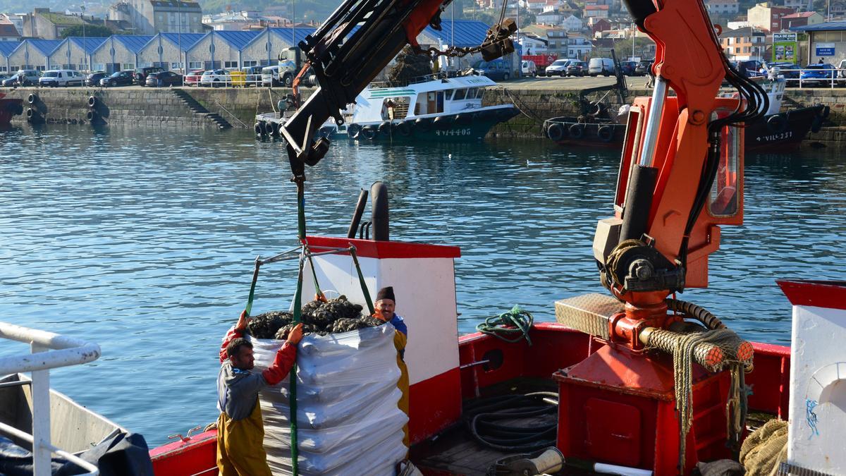 Dos trabajadores en un barco de Bueu preparan ayer parte de la carga de mejillón para ser izada.