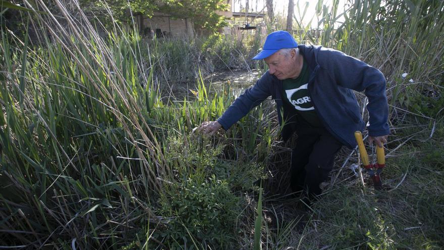 Temor en Sagunt a que la rebaja en la protección de una planta arruine años de trabajo