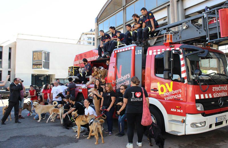 Los Bomberos de Valencia, con la adopción de mascotas