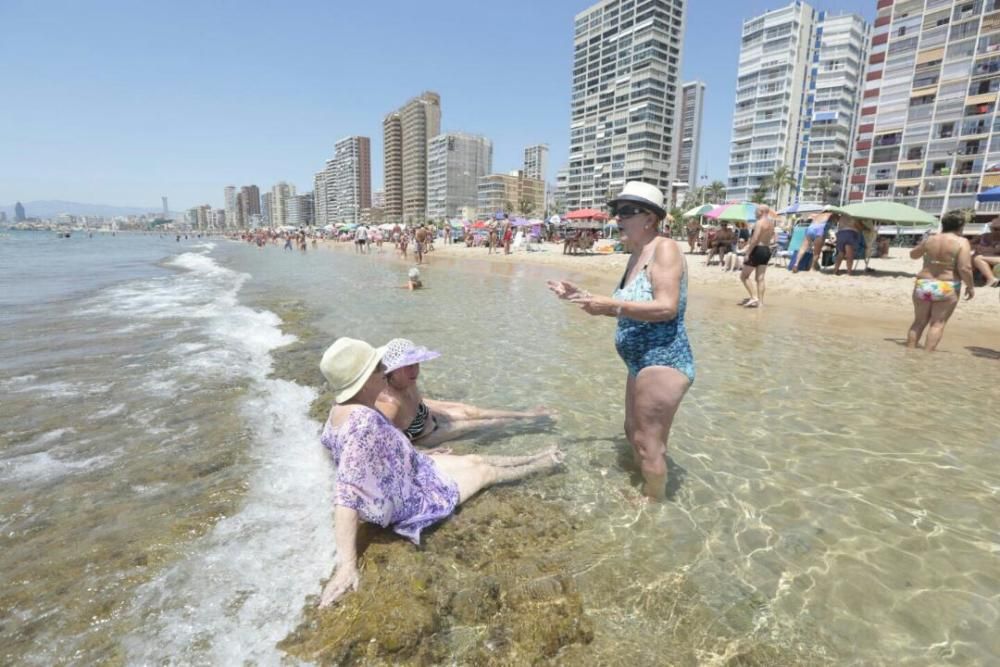 Un grupo de bañistas se refrescan en la playa de Levante de Benidorm