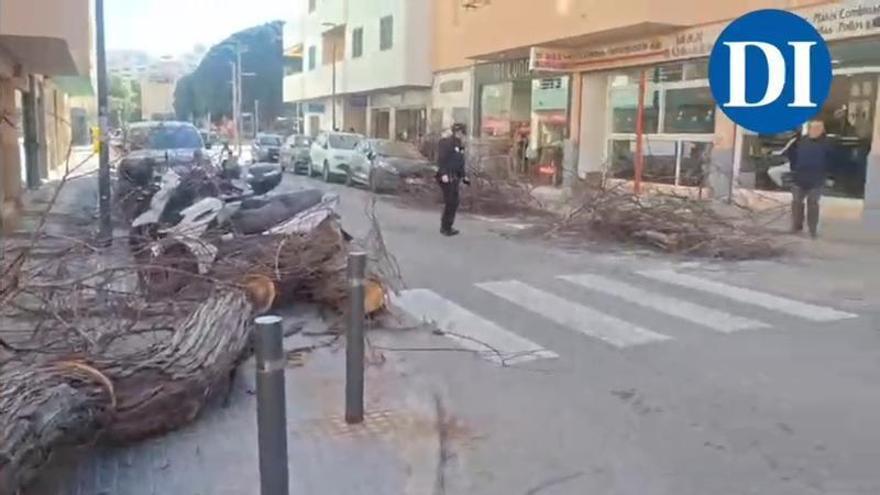 Vídeo del árbol caído.